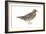 White-Winged Dove (Melopelia Asiatica), Birds-Encyclopaedia Britannica-Framed Art Print