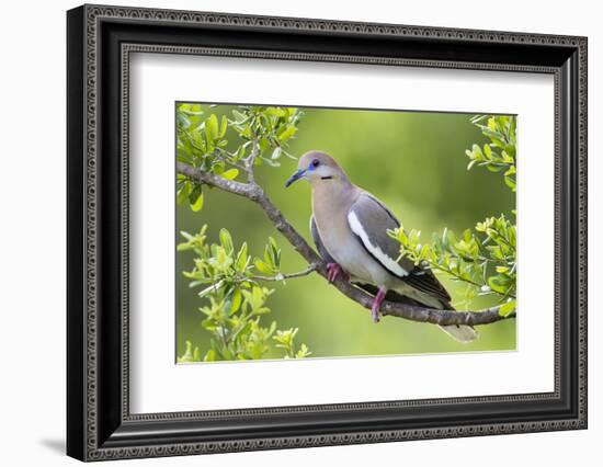 White-winged Dove perched in tree-Larry Ditto-Framed Photographic Print