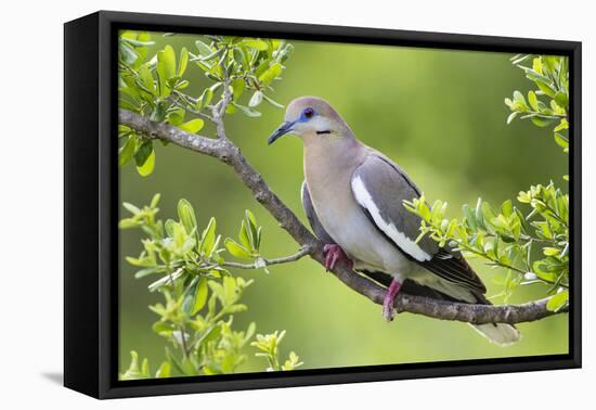 White-winged Dove perched in tree-Larry Ditto-Framed Premier Image Canvas