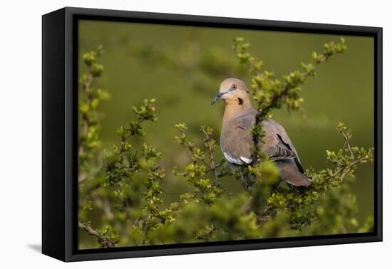 White-winged Dove perched in tree-Larry Ditto-Framed Premier Image Canvas