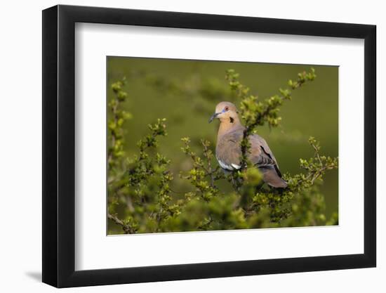 White-winged Dove perched in tree-Larry Ditto-Framed Photographic Print