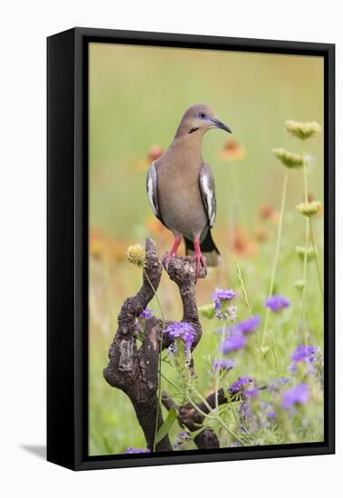 White-winged Dove perched in wildflowers-Larry Ditto-Framed Premier Image Canvas
