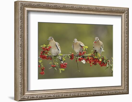 White-winged Dove perched on Firethorn, with berries, Hill Country, Texas, USA-Rolf Nussbaumer-Framed Photographic Print