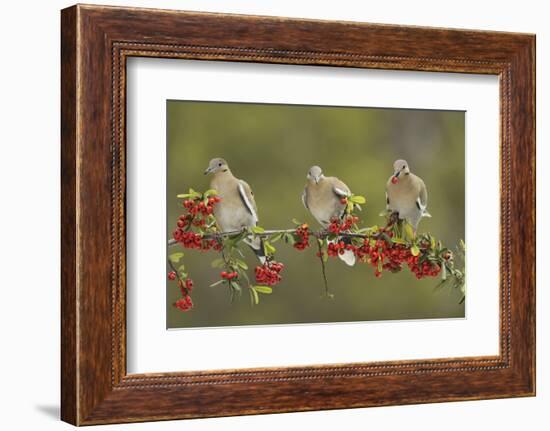 White-winged Dove perched on Firethorn, with berries, Hill Country, Texas, USA-Rolf Nussbaumer-Framed Photographic Print