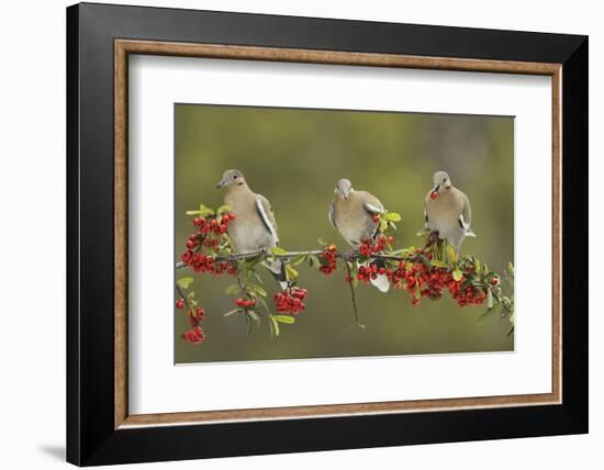 White-winged Dove perched on Firethorn, with berries, Hill Country, Texas, USA-Rolf Nussbaumer-Framed Photographic Print