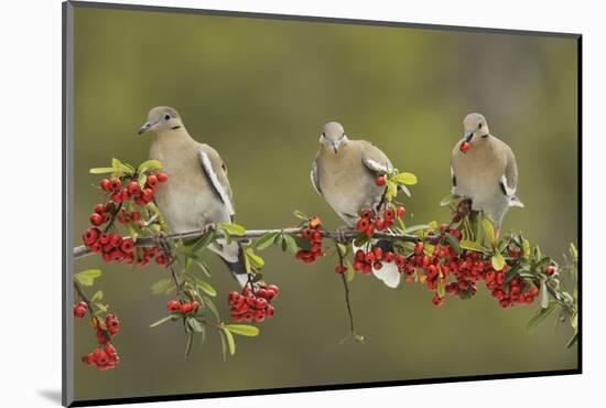 White-winged Dove perched on Firethorn, with berries, Hill Country, Texas, USA-Rolf Nussbaumer-Mounted Photographic Print