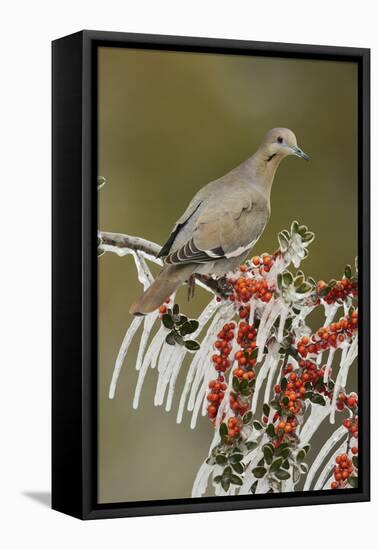 White-winged Dove perched on icy Yaupon Holly, Hill Country, Texas, USA-Rolf Nussbaumer-Framed Premier Image Canvas