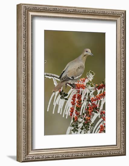 White-winged Dove perched on icy Yaupon Holly, Hill Country, Texas, USA-Rolf Nussbaumer-Framed Photographic Print