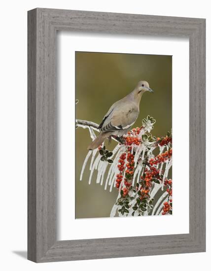 White-winged Dove perched on icy Yaupon Holly, Hill Country, Texas, USA-Rolf Nussbaumer-Framed Photographic Print