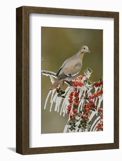 White-winged Dove perched on icy Yaupon Holly, Hill Country, Texas, USA-Rolf Nussbaumer-Framed Photographic Print