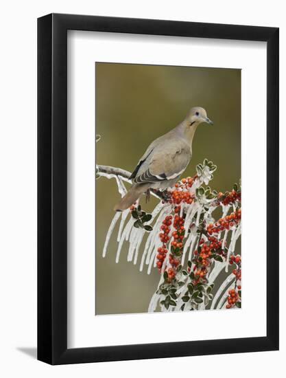 White-winged Dove perched on icy Yaupon Holly, Hill Country, Texas, USA-Rolf Nussbaumer-Framed Photographic Print