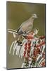 White-winged Dove perched on icy Yaupon Holly, Hill Country, Texas, USA-Rolf Nussbaumer-Mounted Photographic Print