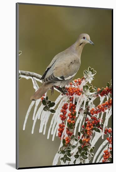 White-winged Dove perched on icy Yaupon Holly, Hill Country, Texas, USA-Rolf Nussbaumer-Mounted Photographic Print