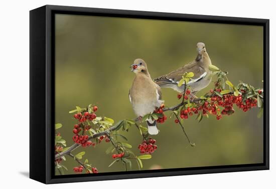 White-winged Dove s eating Firethorn berries, Hill Country, Texas, USA-Rolf Nussbaumer-Framed Premier Image Canvas