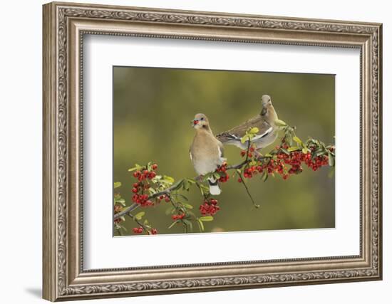 White-winged Dove s eating Firethorn berries, Hill Country, Texas, USA-Rolf Nussbaumer-Framed Photographic Print