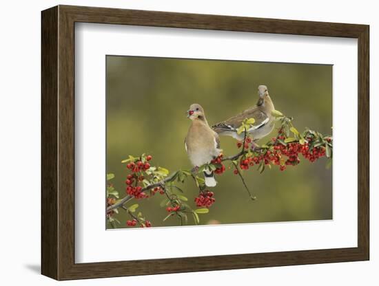 White-winged Dove s eating Firethorn berries, Hill Country, Texas, USA-Rolf Nussbaumer-Framed Photographic Print
