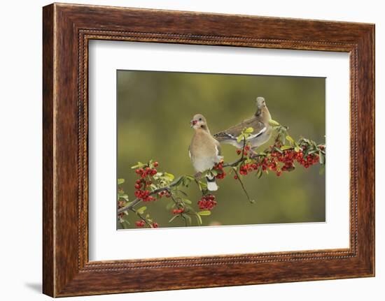 White-winged Dove s eating Firethorn berries, Hill Country, Texas, USA-Rolf Nussbaumer-Framed Photographic Print