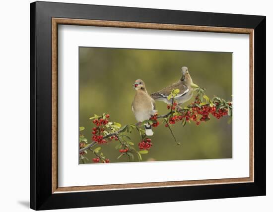 White-winged Dove s eating Firethorn berries, Hill Country, Texas, USA-Rolf Nussbaumer-Framed Photographic Print