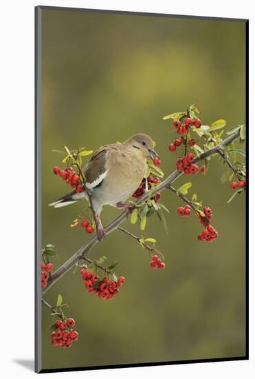 White-winged Dove (Zenaida asiatica), adult eating Firethorn berries, Hill Country, Texas, USA-Rolf Nussbaumer-Mounted Photographic Print