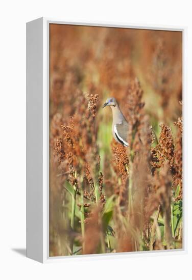 White-Winged Dove (Zenaida Asiatica) Perched on Sorghum, Texas, USA-Larry Ditto-Framed Premier Image Canvas