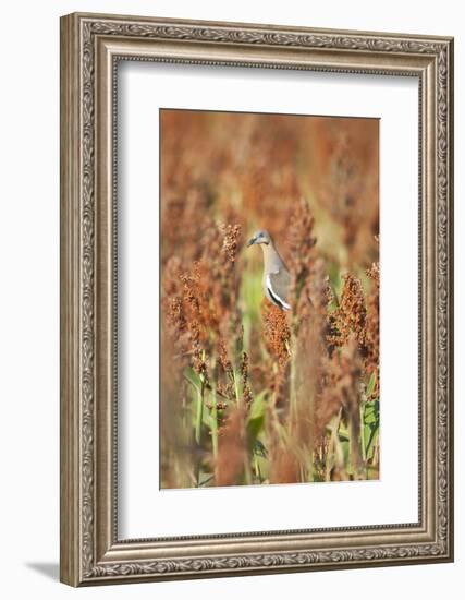 White-Winged Dove (Zenaida Asiatica) Perched on Sorghum, Texas, USA-Larry Ditto-Framed Photographic Print