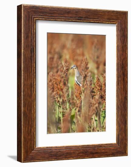 White-Winged Dove (Zenaida Asiatica) Perched on Sorghum, Texas, USA-Larry Ditto-Framed Photographic Print