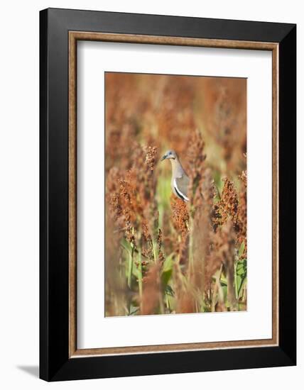 White-Winged Dove (Zenaida Asiatica) Perched on Sorghum, Texas, USA-Larry Ditto-Framed Photographic Print