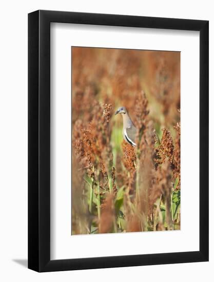 White-Winged Dove (Zenaida Asiatica) Perched on Sorghum, Texas, USA-Larry Ditto-Framed Photographic Print