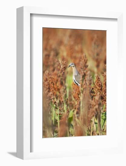 White-Winged Dove (Zenaida Asiatica) Perched on Sorghum, Texas, USA-Larry Ditto-Framed Photographic Print