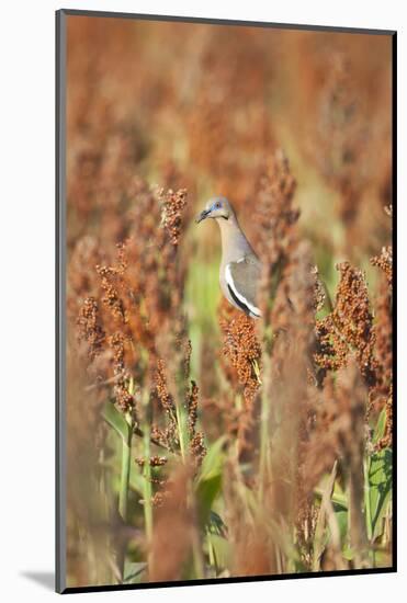 White-Winged Dove (Zenaida Asiatica) Perched on Sorghum, Texas, USA-Larry Ditto-Mounted Photographic Print