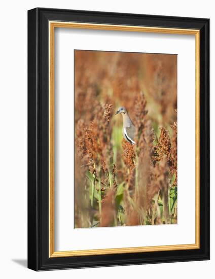 White-Winged Dove (Zenaida Asiatica) Perched on Sorghum, Texas, USA-Larry Ditto-Framed Photographic Print