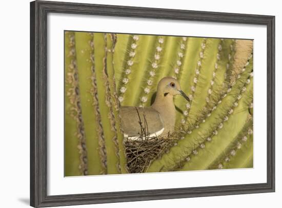 White-Winged Dove-null-Framed Photographic Print