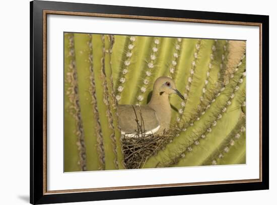 White-Winged Dove-null-Framed Photographic Print