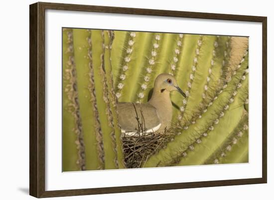 White-Winged Dove-null-Framed Photographic Print