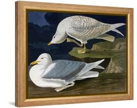 White-Winged Silvery Gull-John James Audubon-Framed Stretched Canvas