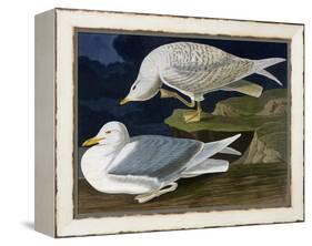 White-Winged Silvery Gull-John James Audubon-Framed Stretched Canvas