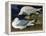 White-Winged Silvery Gull-John James Audubon-Framed Stretched Canvas