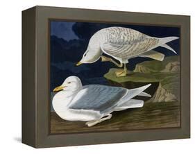 White-Winged Silvery Gull-John James Audubon-Framed Stretched Canvas