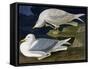 White-Winged Silvery Gull-John James Audubon-Framed Stretched Canvas