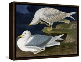 White-Winged Silvery Gull-John James Audubon-Framed Stretched Canvas