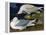 White-Winged Silvery Gull-John James Audubon-Framed Stretched Canvas