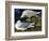 White-Winged Silvery Gull-John James Audubon-Framed Art Print