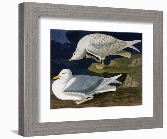 White-Winged Silvery Gull-John James Audubon-Framed Art Print