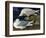 White-Winged Silvery Gull-John James Audubon-Framed Art Print