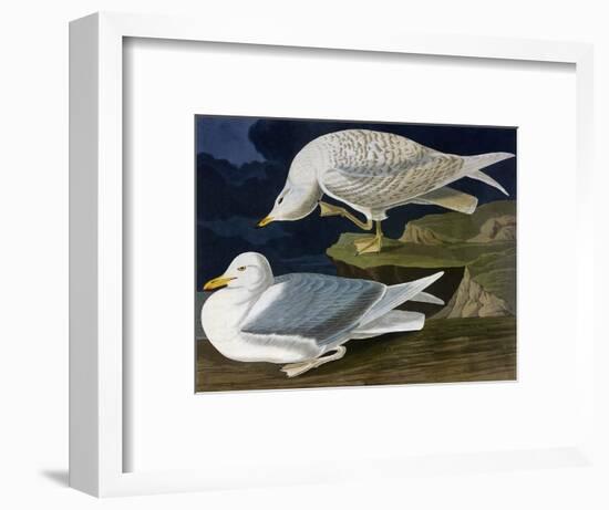 White-Winged Silvery Gull-John James Audubon-Framed Art Print