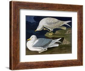 White-Winged Silvery Gull-John James Audubon-Framed Art Print