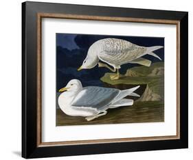 White-Winged Silvery Gull-John James Audubon-Framed Art Print
