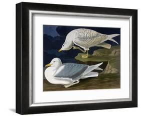 White-Winged Silvery Gull-John James Audubon-Framed Art Print