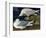 White-Winged Silvery Gull-John James Audubon-Framed Art Print