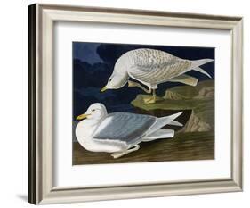 White-Winged Silvery Gull-John James Audubon-Framed Art Print